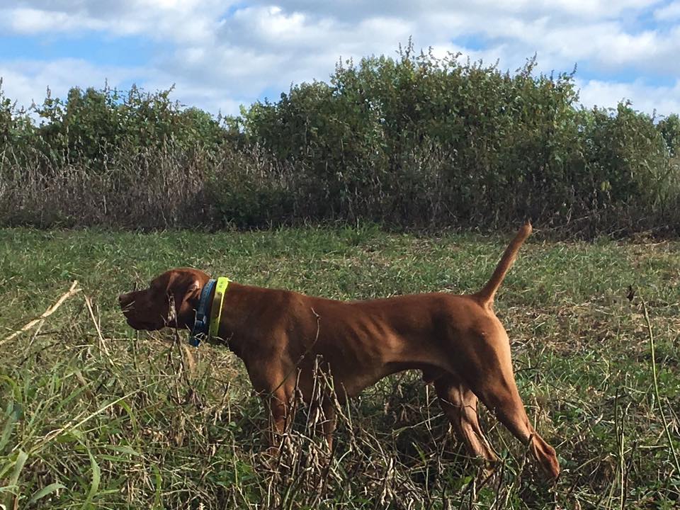 Coach - CV Coach, Vizsla stud dog in Kentucky