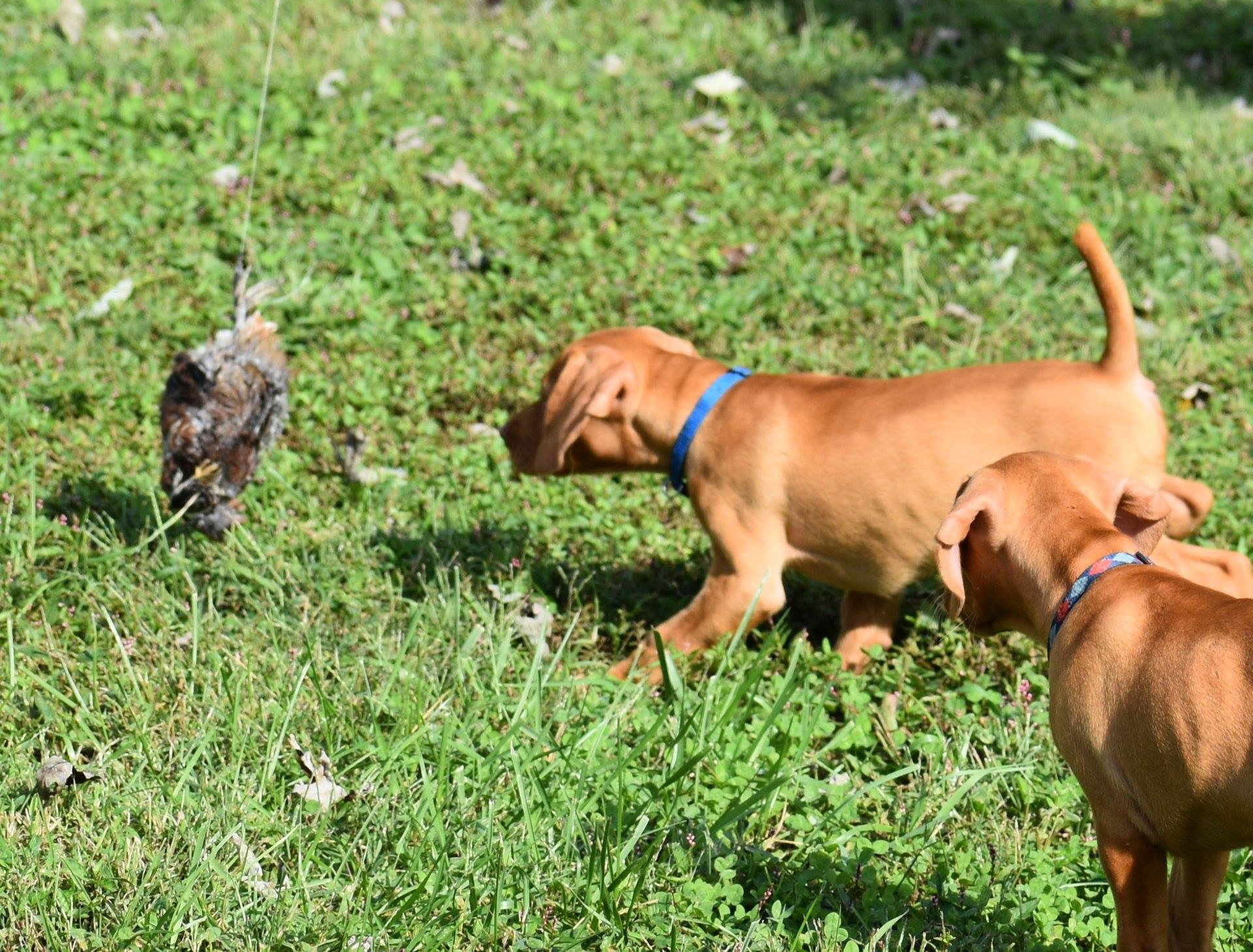 Adorable Vizsla puppy from Clearview Vizslas litter