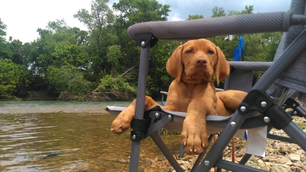 Vizsla puppy close-up portrait