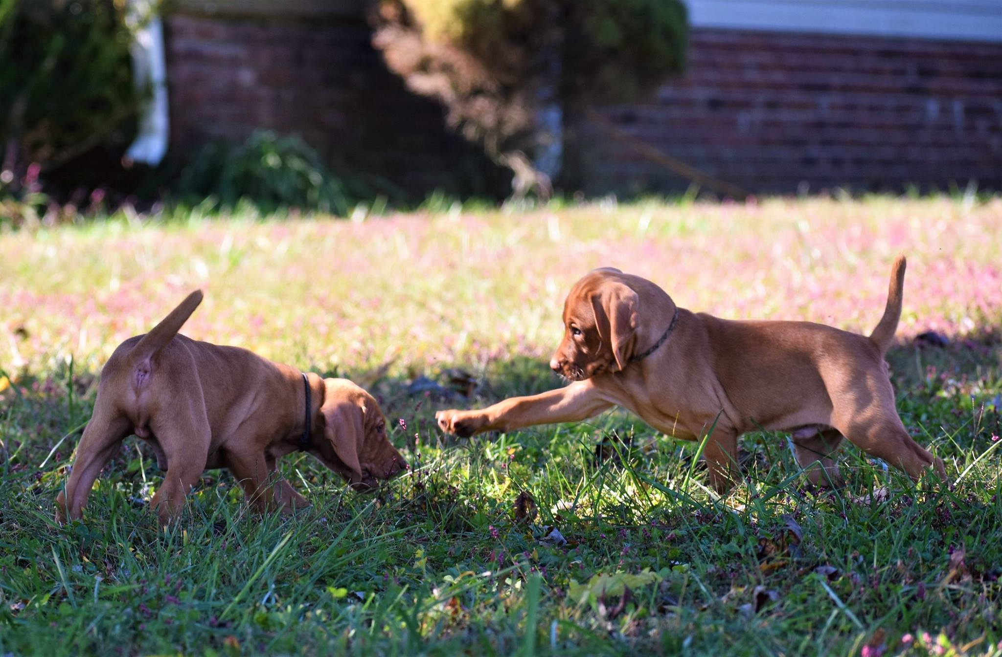 Playful Vizsla puppies in Kentucky