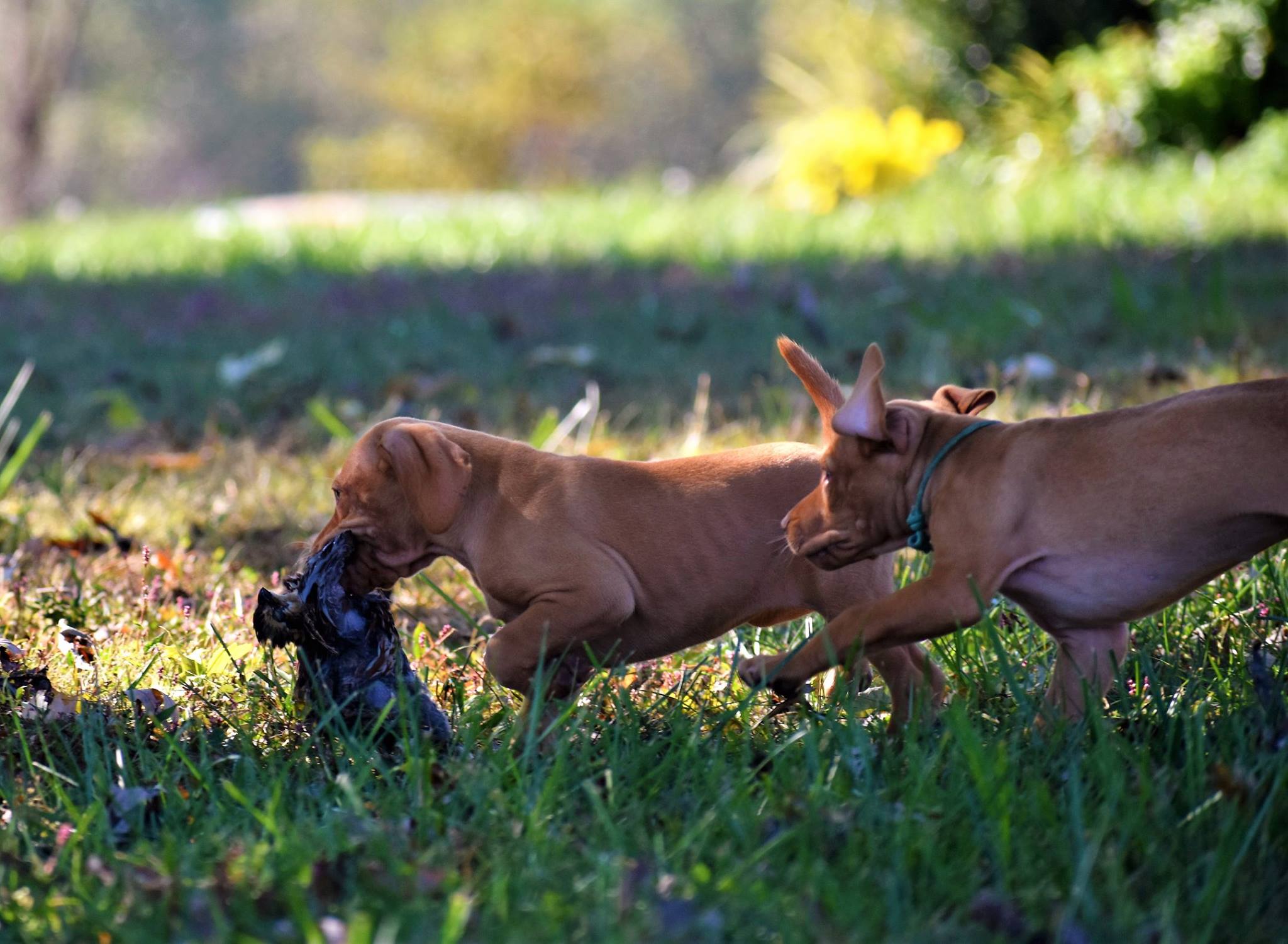 Champion bloodline Vizsla puppy