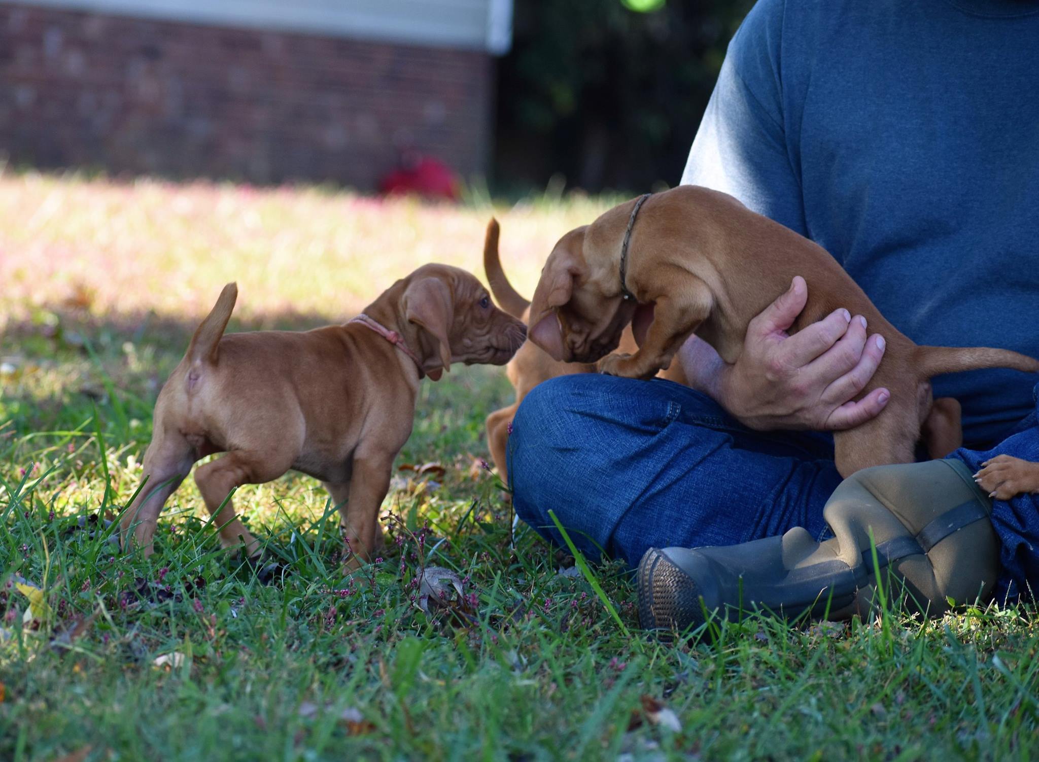 Vizsla puppy resting