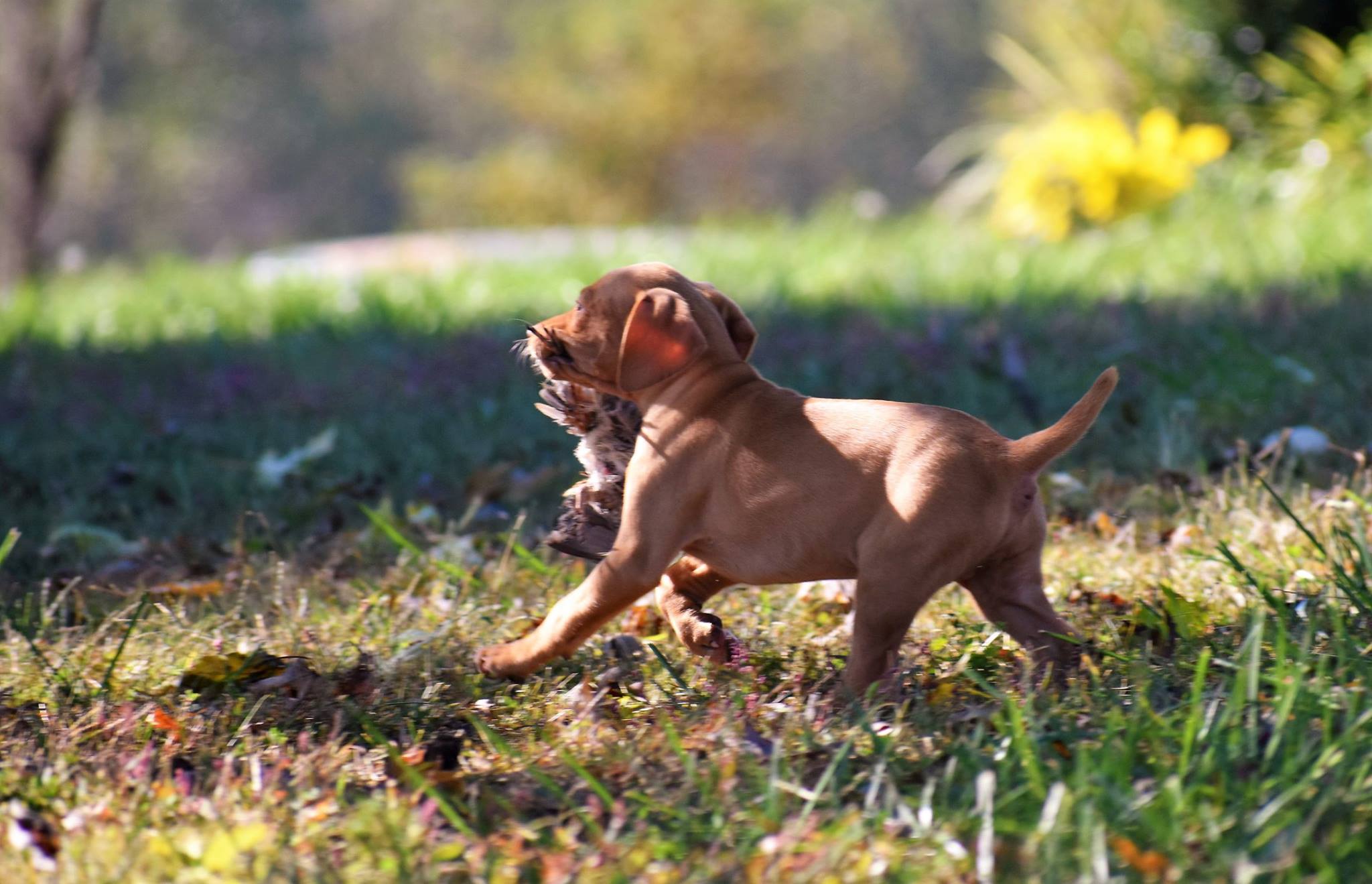 Young Vizsla puppy exploring